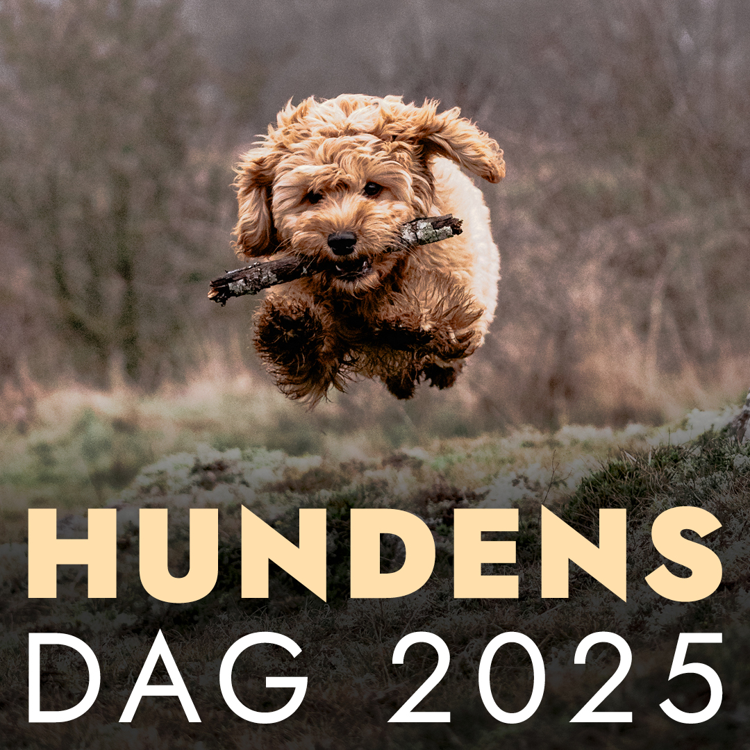 Hundens dag salby 2025